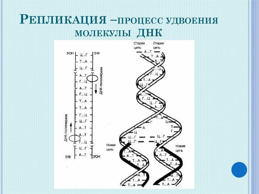 Направление матричной цепи днк. Схема репликации ДНК биохимия. Репликация удвоение ДНК. Схема процесса репликации. Схема репликации молекулы ДНК.