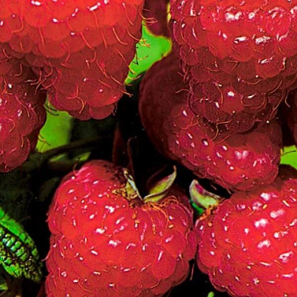 Малина ремонтантная Химбо топ (Rubus idaeus Himbo top) купить заказать в Спб Сан
