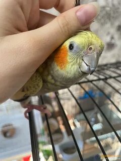 Корелла попугай помет