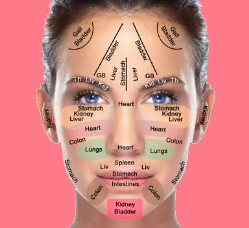 Зона лба. Зоны лица. Части лица названия. Лицо обозначения. Морщины на лице и внутренние органы.