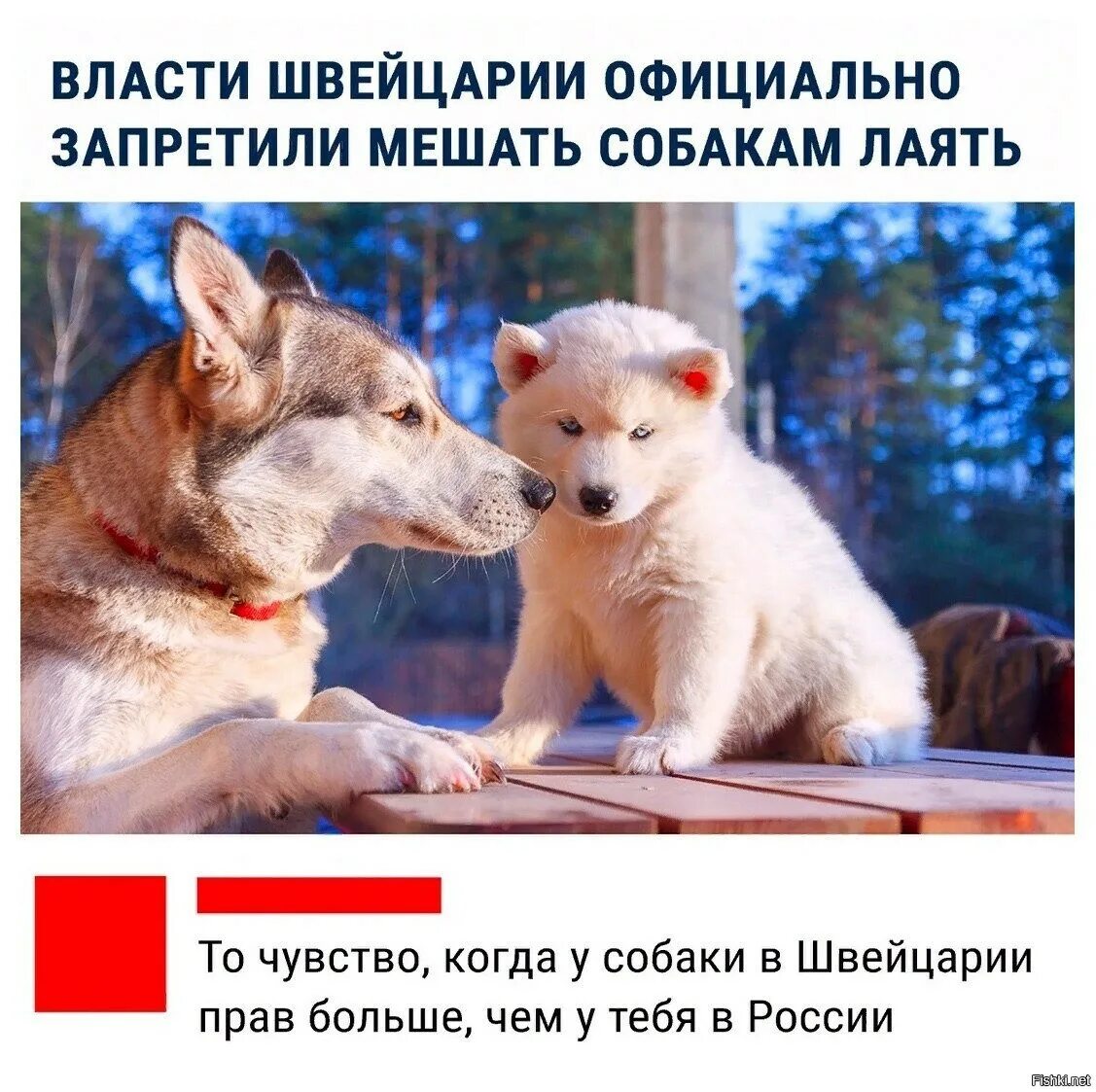 Достала собака лаем. Собака лает мем. собака гавкает мем. швейцария юмор. пес гавкает юмор.