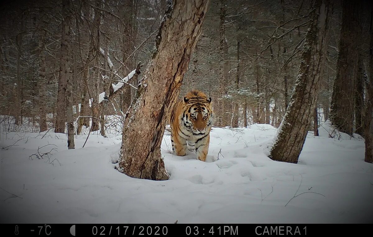 символ года тигр. тигр tiger 2022. год тигра 2022. новый год тигра. тигр 2022 год.