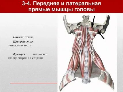 Передняя прямая
