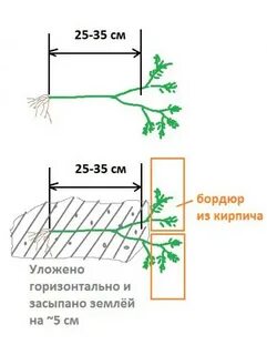 Флоксы расстояние посадки