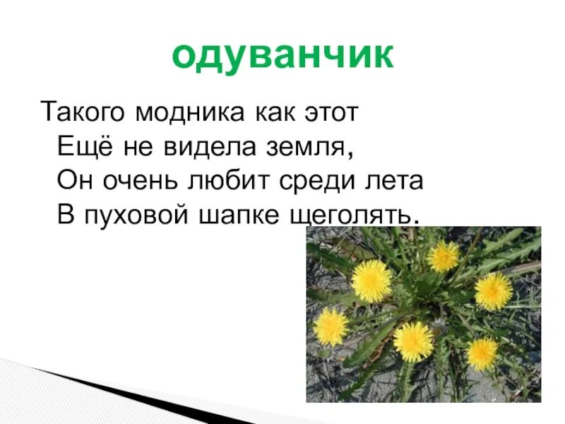 Похожие на одуванчики текст. Одуванчики слова. Одуванчики текст. Текст одуванчики текст. Слова из одуванчиков.