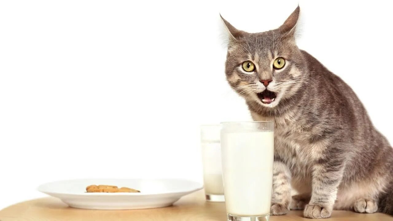 Кот кефир давать. Кошка пьет молоко. котик пьет молоко. кит пьет молоко. кошка пьет молочко.
