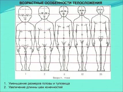Как увеличить размер тела
