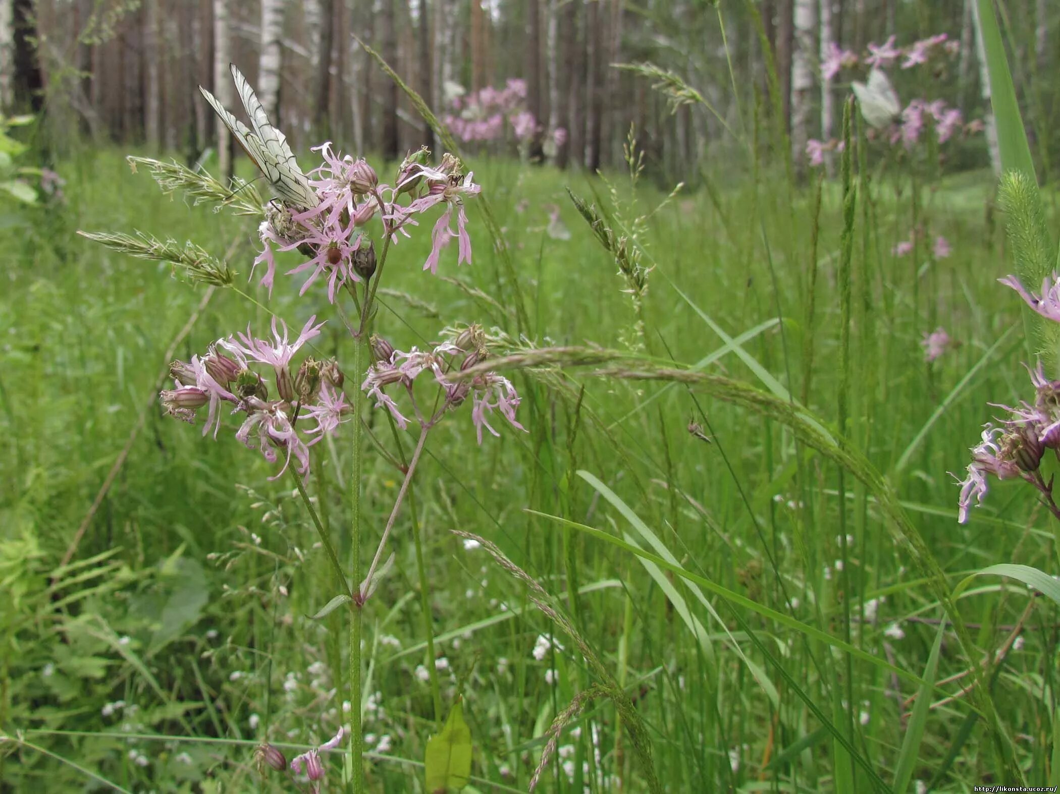 Ирисы кукушкины слезки. Род кукушкиных. Кукушкин длиннонорогий. Кукушкин лён обыкновенный. Росянка солнечная роса.