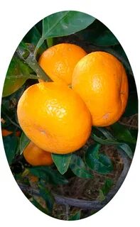 Мандарины васе