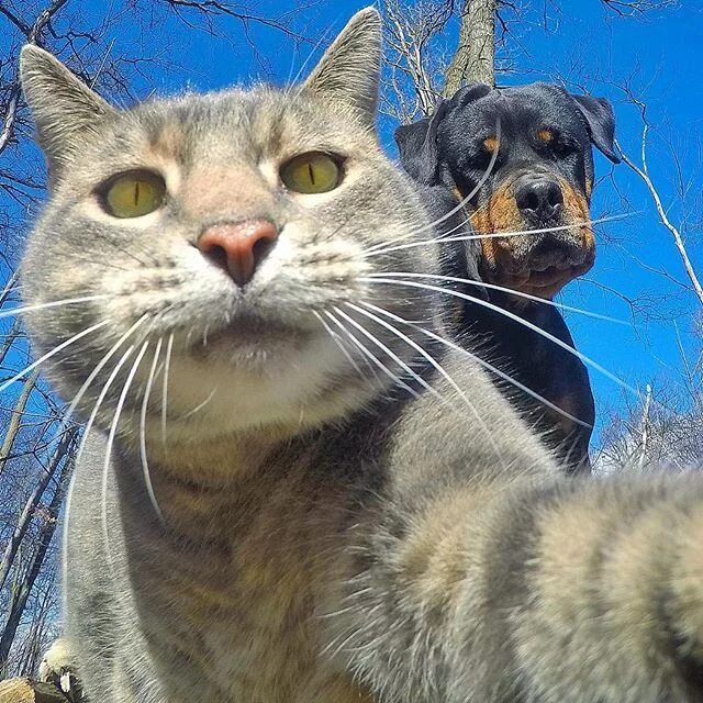 Коты иг