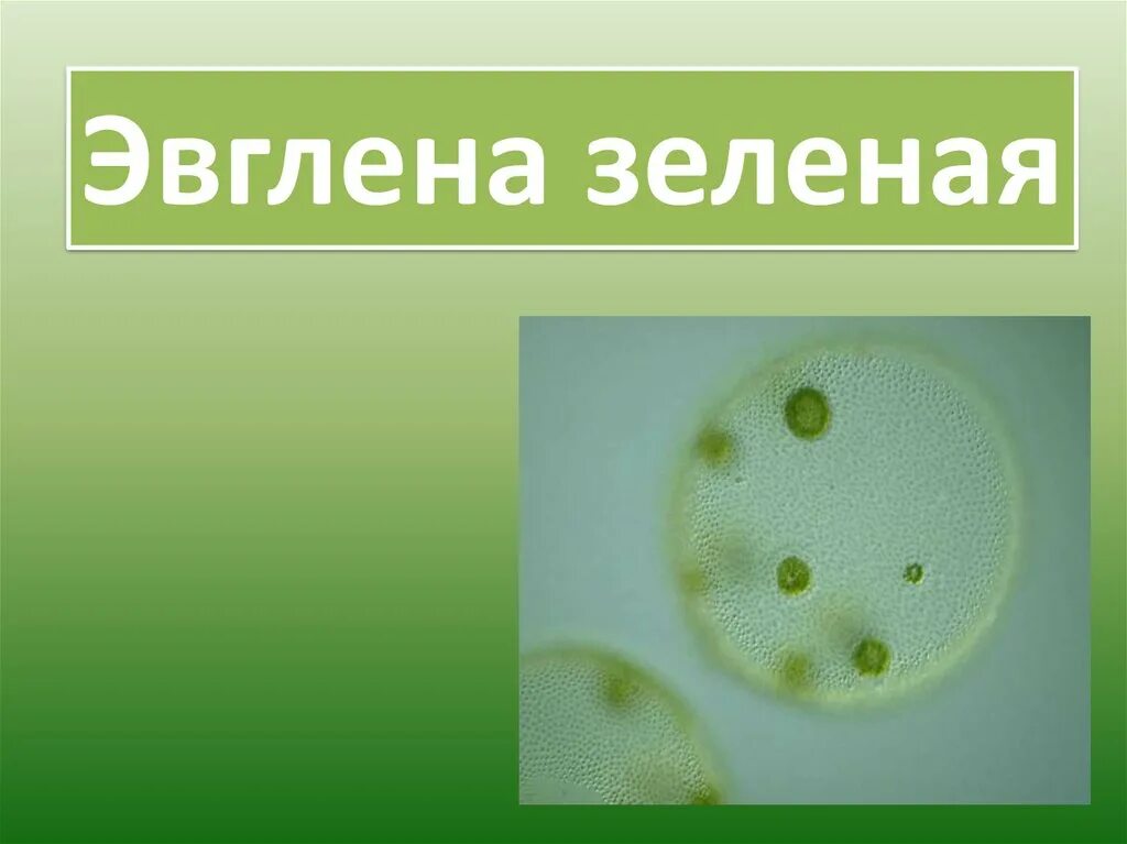 Примеры одноклеточных зеленых