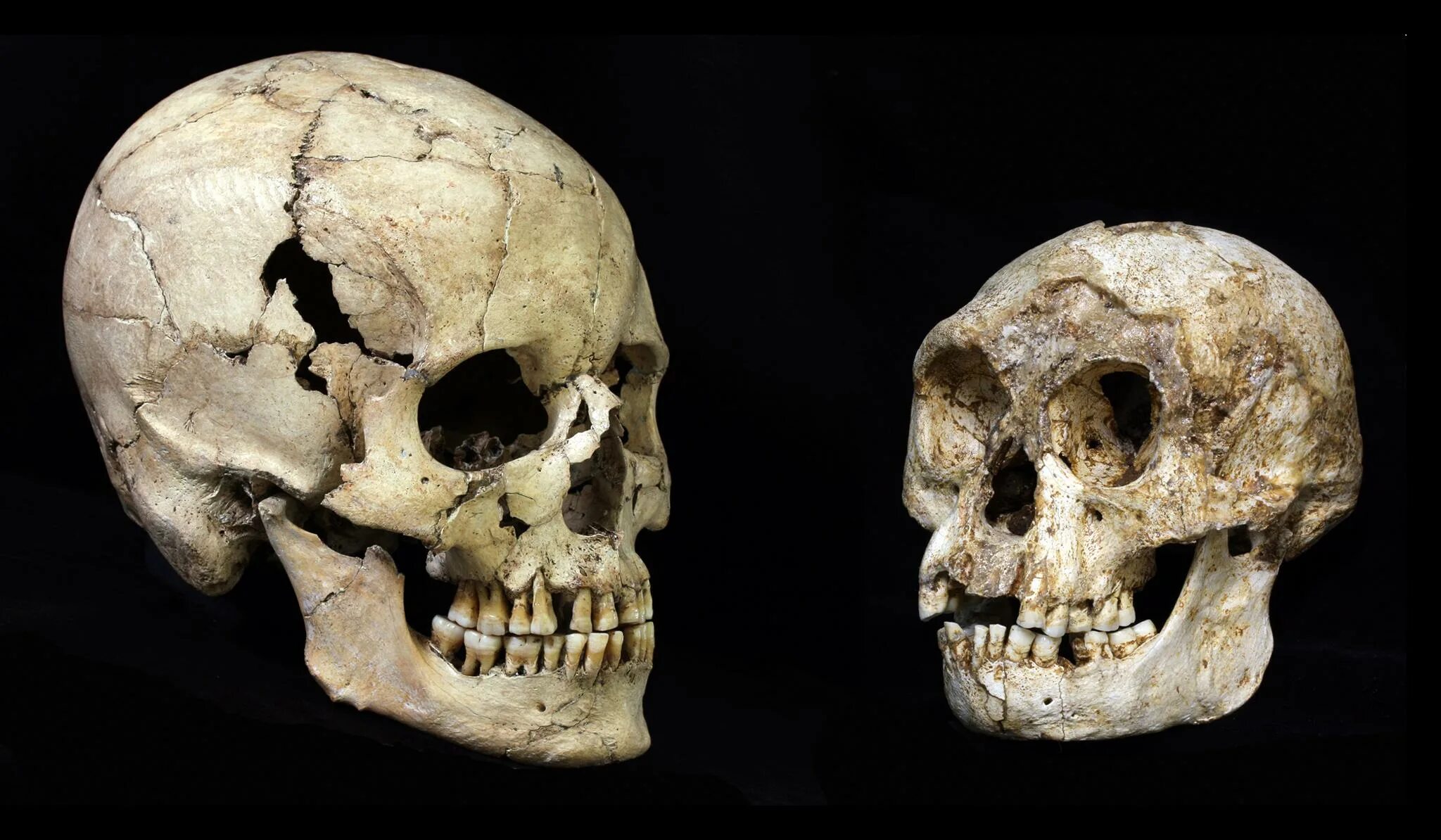 Человек флоресский homo floresiensis. Человек флоресский Хоббит череп.