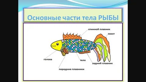 Внешнее строение аквариумных рыбок