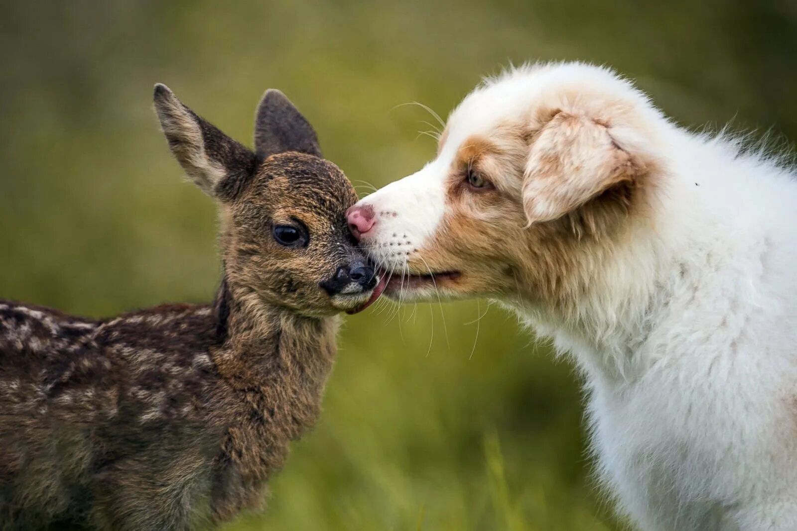 He love animals. Разные животные. Дружба животных. Странная Дружба животных. Удивительная Дружба животных.