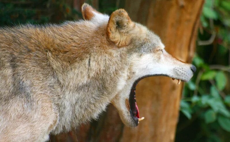 Вольф 11. Arctic Wolf yawn. В. Вульф фото. 11 Волков. 11 Волков фото.