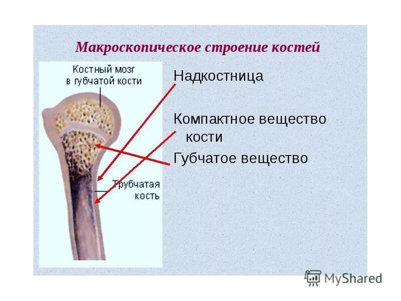 Какие свойства костей