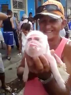 Свинья и обезьяна