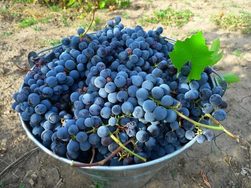 Купить виноградное вино
