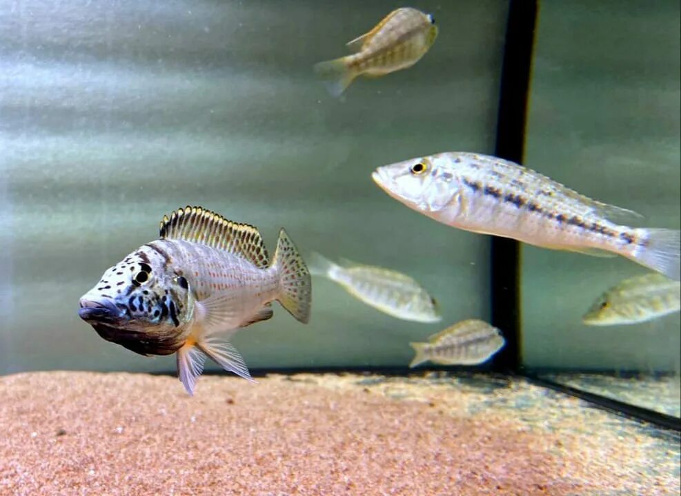 Рыбы озера танганьика. Аквариумные рыбки Танганьика. Ctenochromis horei. Ctenochromis pectoralis.