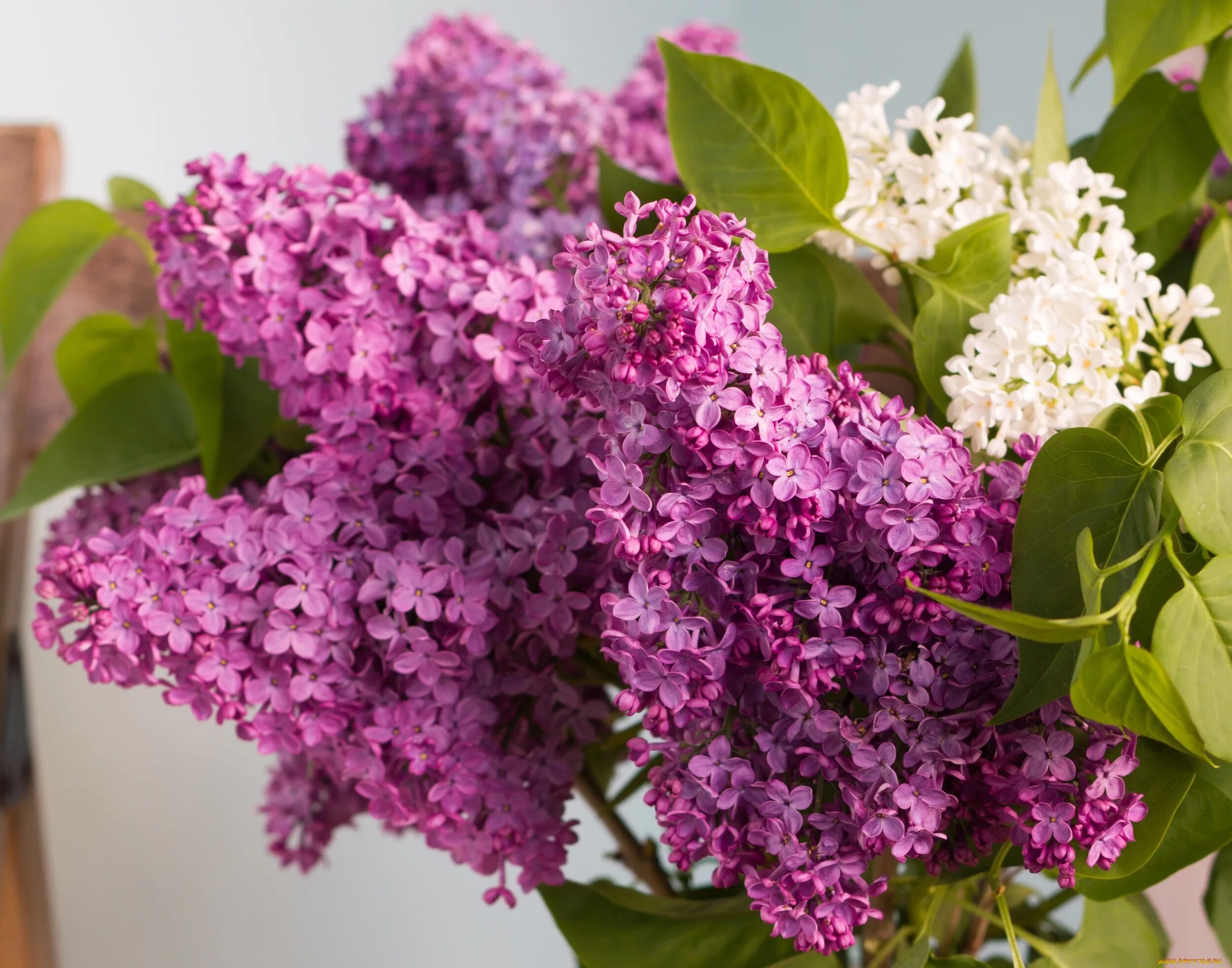 Школьная сирень. Сирень Звегинцева (Syringa sweginzowii). Сирень Персидская. Сирень Федерико Гарсиа Лорка. Сирень Кавур.