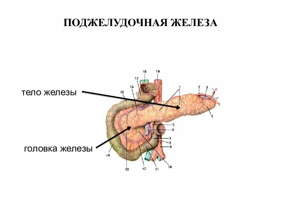 Поджелудочная железа как проверить. Гуморальная регуляция поджелудочной железы. головка поджелудочной железы. поджелудочная железа головка тело хвост. строение поджелудочной железы головка тело хвост.