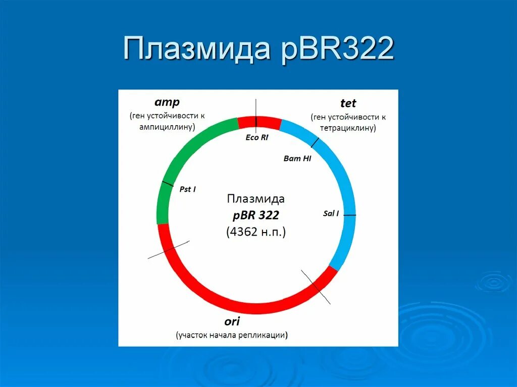 Обработка плазмидами. Плазмида pbr322. Схема строения плазмиды pbr322. Плазмидный вектор pbr322. Плазмида pbr322 описание.