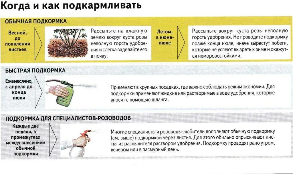 Розы весной после зимовки уход подкормка обработка. Схема подкормки роз. Схема обработки и подкормки роз. Схема подкормки удобрения лилий. Схема удобрения роз.