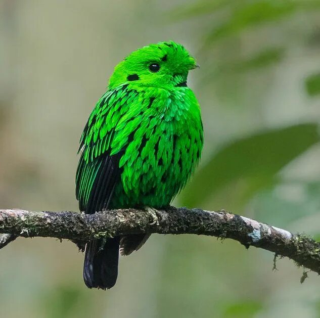 Черно зеленая птичка. Малый зелёный рогоклюв. Синебрюхий зелёный рогоклюв. Зеленая птица. Птица зелёного цвета.