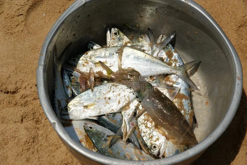 Место куда класть рыбу. Верша рыболовная. Зимний улов окуня. Сетка для рыбы. Куда ложат рыбу.