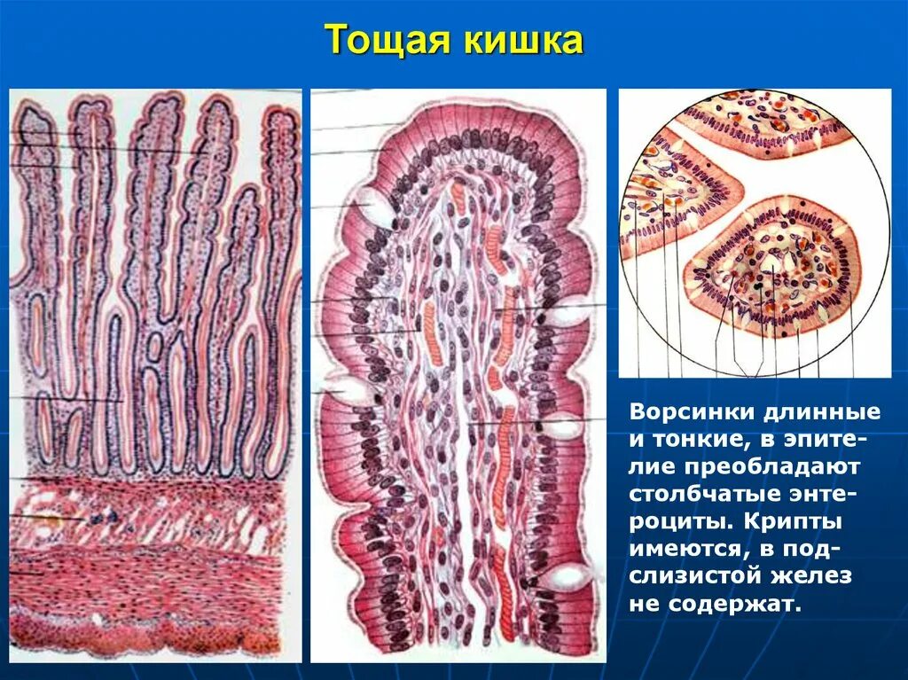 Образования тонкой кишки. Микроворсинки тонкой кишки гистология. Ворсинки тонкой кишки гистология. Слизистая оболочка тощей кишки.