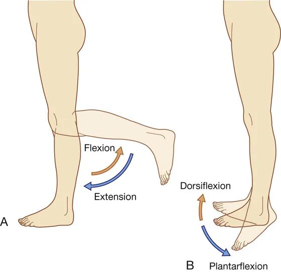 Extension definition. Дорсифлексия и сгибание стопы. Абдукция стопы. Дорсифлексия голеностопного сустава. Flexion Extension.