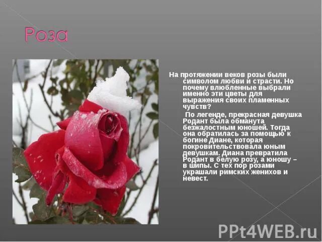 Первые розы где. Первые розы где. Розы история происхождения. Марирозес интернет магазин саженцев роз. Первые розы где.