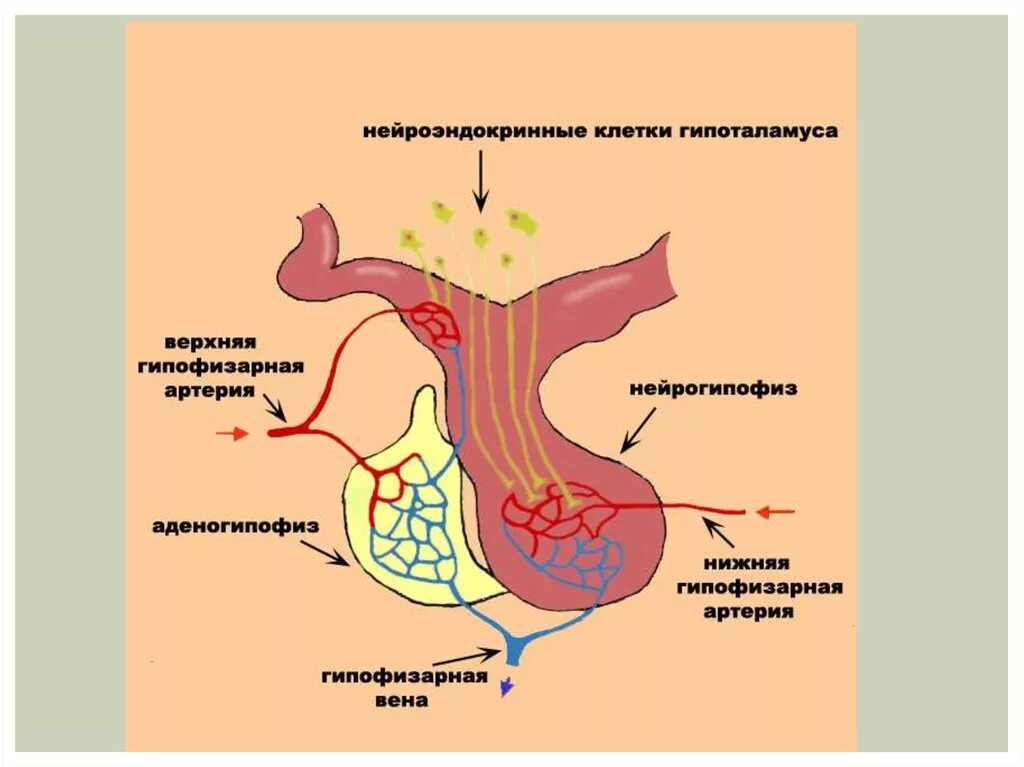 Гипофиз почек. Гипофиза гипоталамо-гипофизарная система. Эндокринная функция гипоталамо-гипофизарной системы. Гормоны гипоталамуса и гипофиза. Эндокринная система гипофиз строение.