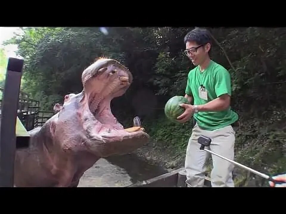 Песня видео бегемот. Песня видео бегемот