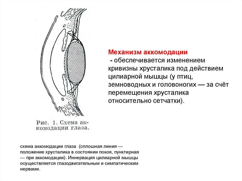 Аккомодация за счет. Механизм изменения кривизны хрусталика. Механизм аккомодации хрусталика. Аккомодация глаза. Механизмы аккомодации глаза. Аккомодация зрения изменение кривизны хрусталика.