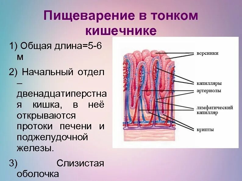 В ворсинках тонкой кишки происходит. Ворсинки и кишечные железы. Ворсинки тонкого кишечника. Строение ворсинки тонкого кишечника.