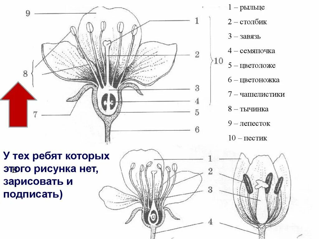 Самостоятельная работа по биологии цветок. Чашелистики пестик тычинки венчик. Строение цветка яблони схема. Строение цветка тюльпана схема. Части цветка биология схема.