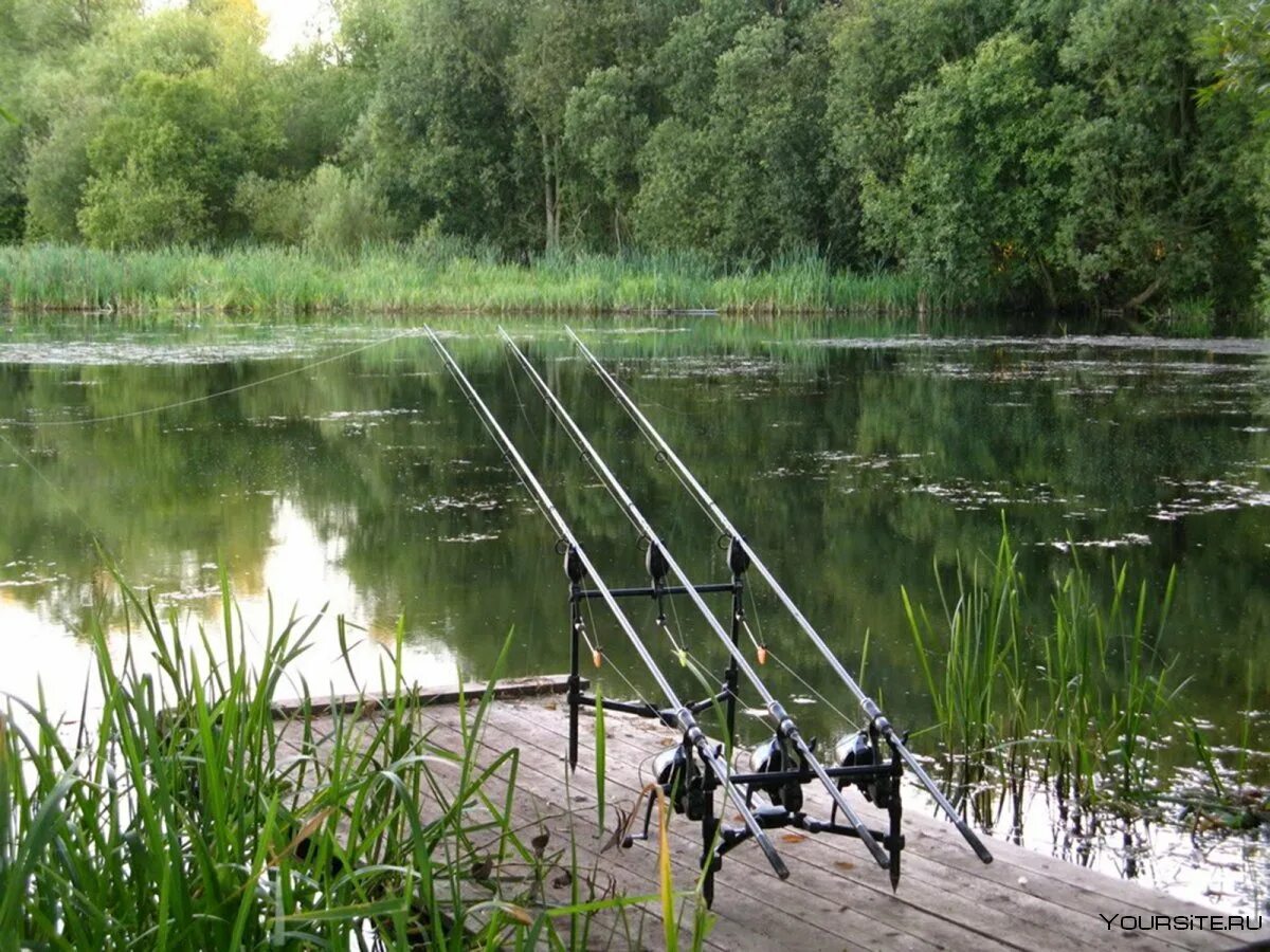 Озеро с удочкой. Рыбалка летом. Прудик рыбалка. Карасиный пруд. Озеро с удочкой.