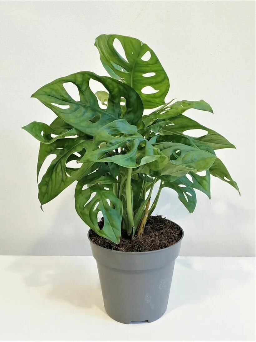Monstera epipremnoides Philodendron plant, Unique plants, Monstera