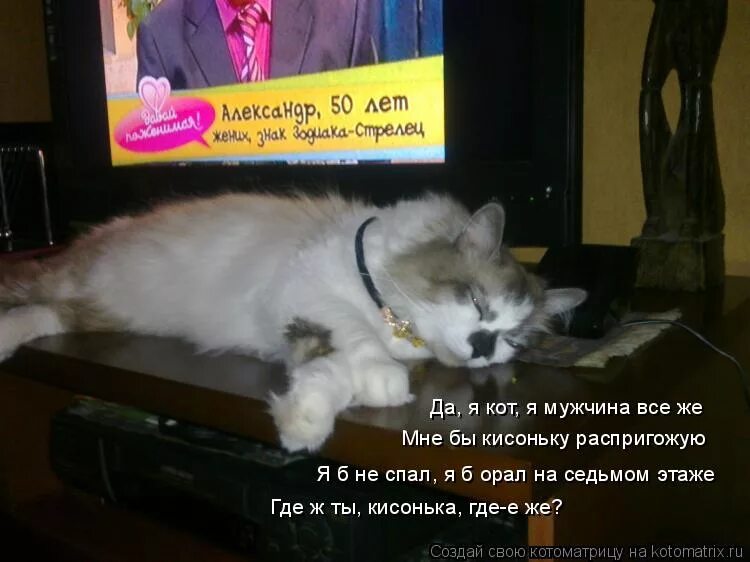 Заведи на 7 часов. Завел семью родились дети скитаюсь в поисках монет. Анекдот Барсик кисонька. А вдруг я не одна такая красивая кисонька на свете. Кисоньке не спиться.