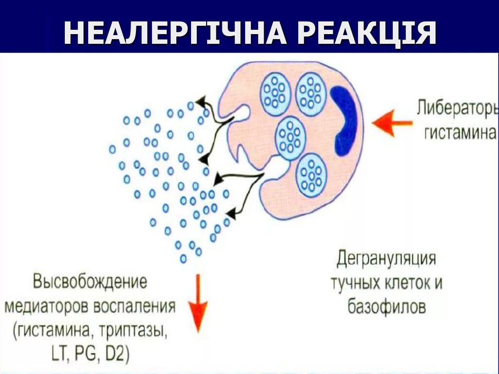 Высвобождение гистамина из тучных клеток. Гистамин в аллергических реакциях. Разрушение гистамина. Выброс гистамина из тучных клеток.