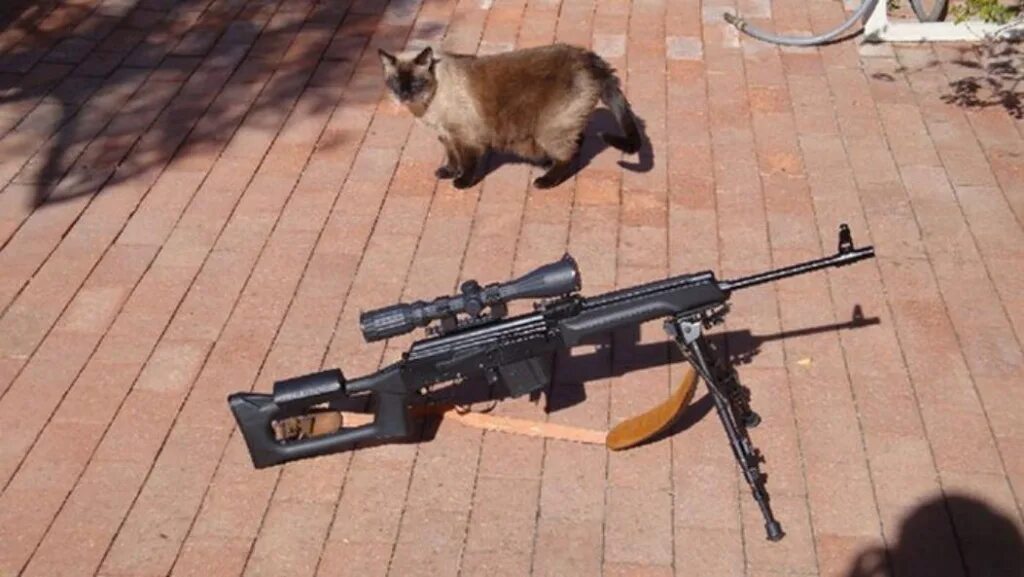 Вооружение животных. Рино церонте. Енот стражи галактики. Животные с пистолетом. Бронированный носорог.