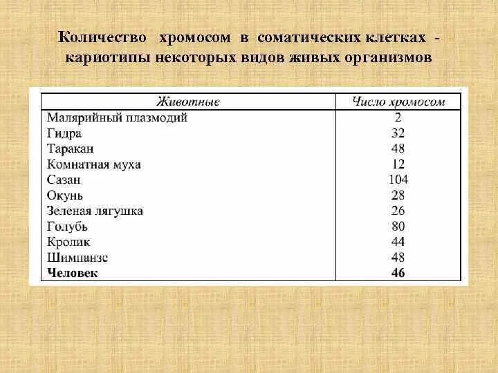 Количество хромосом. Число хромосом у человека в норме. Сколько хромосом в соматических клетках человека. Нормальное количество хромосом у человека.