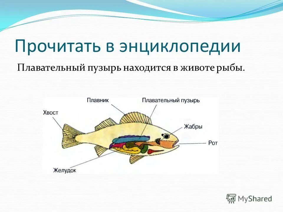 для чего нужен плавательный пузырь. плавательный пузырь развивается. пищеварительная система рыб плавательный пузырь. плавательный пузырь у костистых рыб. плавательный пузырь у кого.