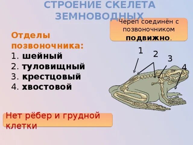 В позвоночнике два отдела туловищный и хвостовой. Опорно двигательная система лягушки скелет. Отделы скелета земноводных. Скелет земноводных отделы позвоночника. Крестцовый отдел позвоночника лягушки.