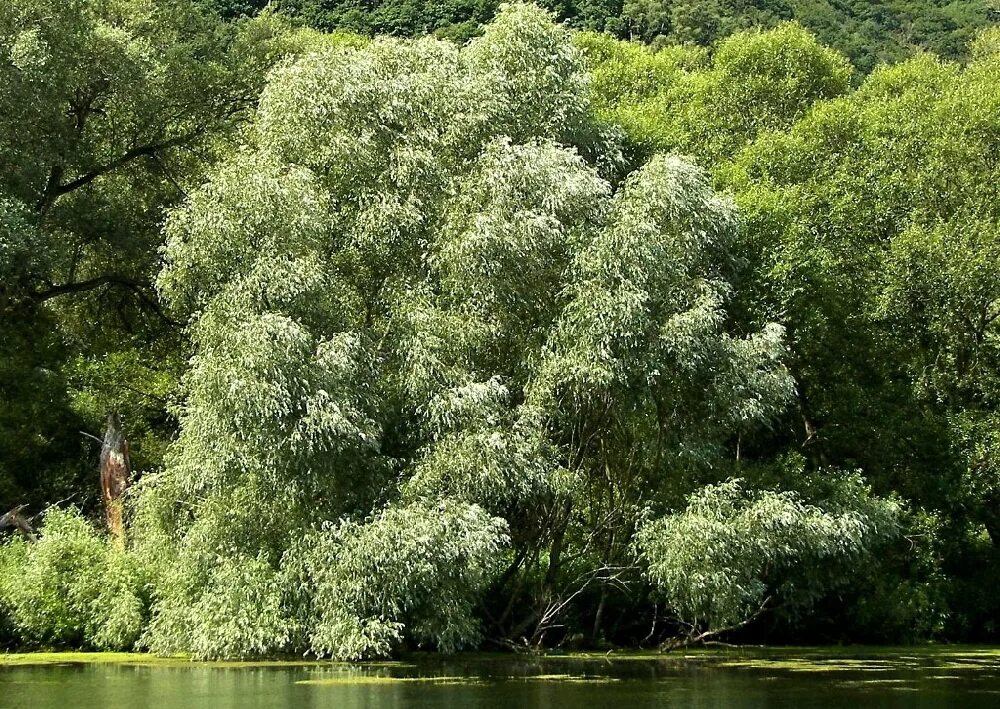 Болотная ива. Ива белая (Salix Alba). Ива белая (ветла) Salix Alba. Ива белая Аргентеа. Ива белая (Sálix Álba).