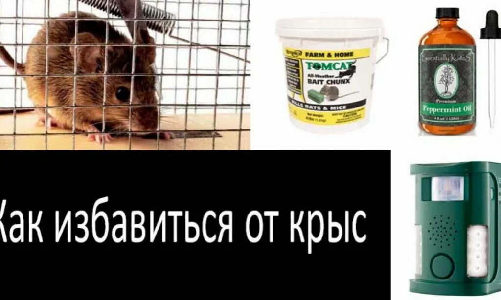 Как выгнать крыс. Средства от крыс и мышей в частном доме. крысы в частном доме. самое эффективное средство от крыс в частном доме.