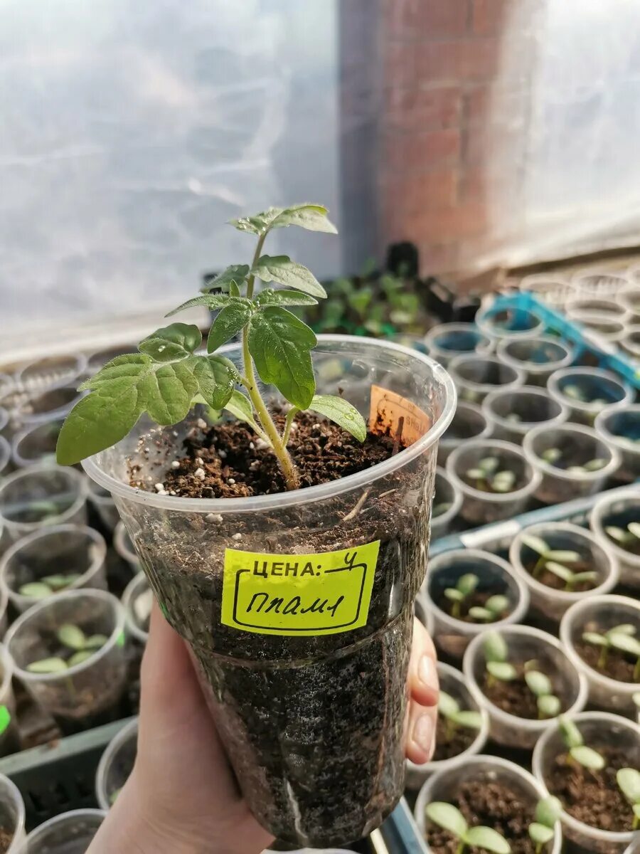 Перелив рассады томатов. Хелатные листья рассады томатов. Рассада помидор азиана. Перелив рассады томатов. Перелив рассады.