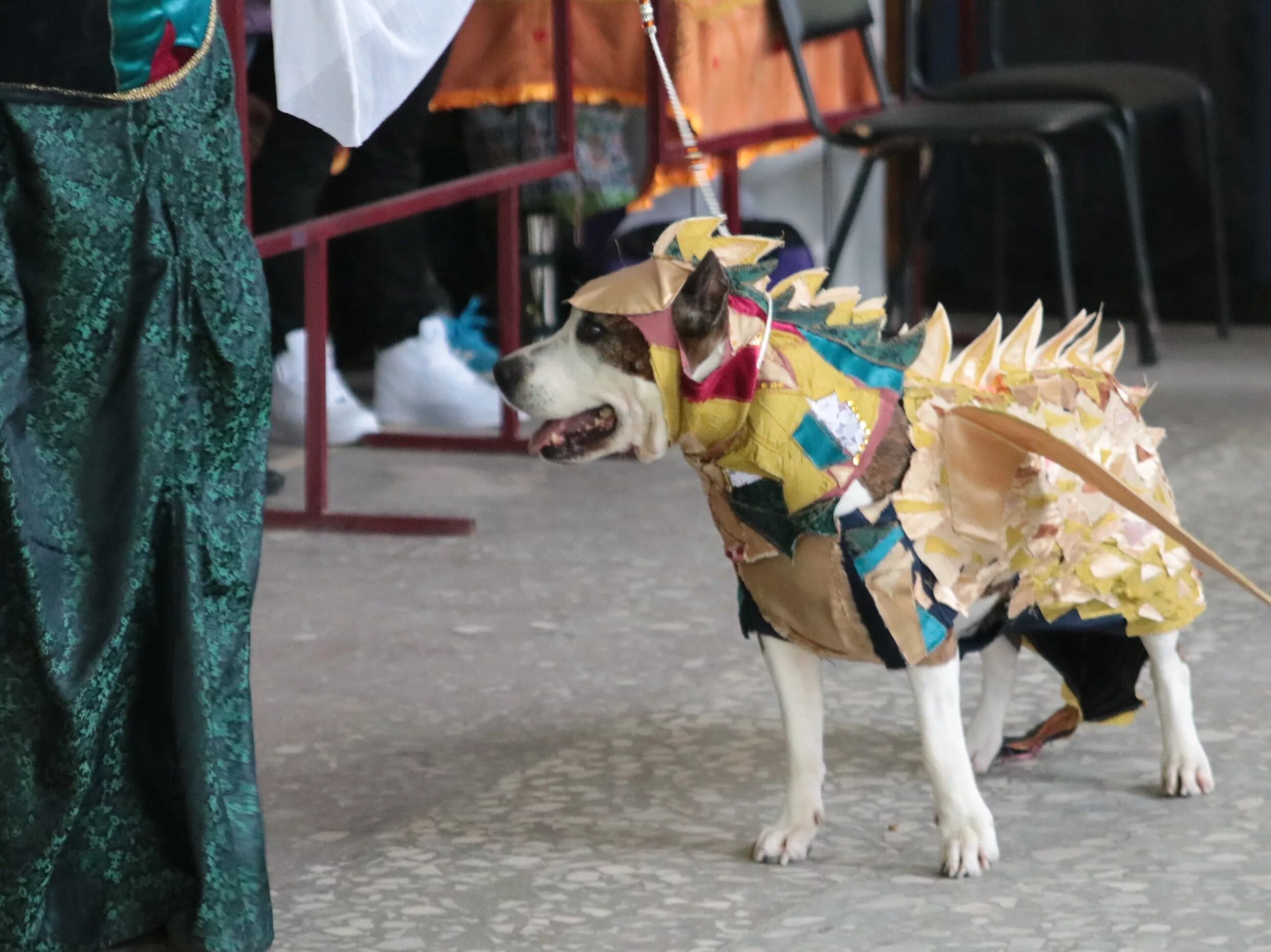 Выставки собак минск. Конкурс костюмов для собак. Выставка костюмов собак. Конкурс костюмов на выставке собак. Костюм собакена выставку.
