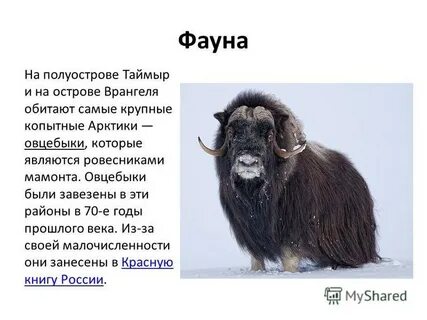Сколько овцебыков